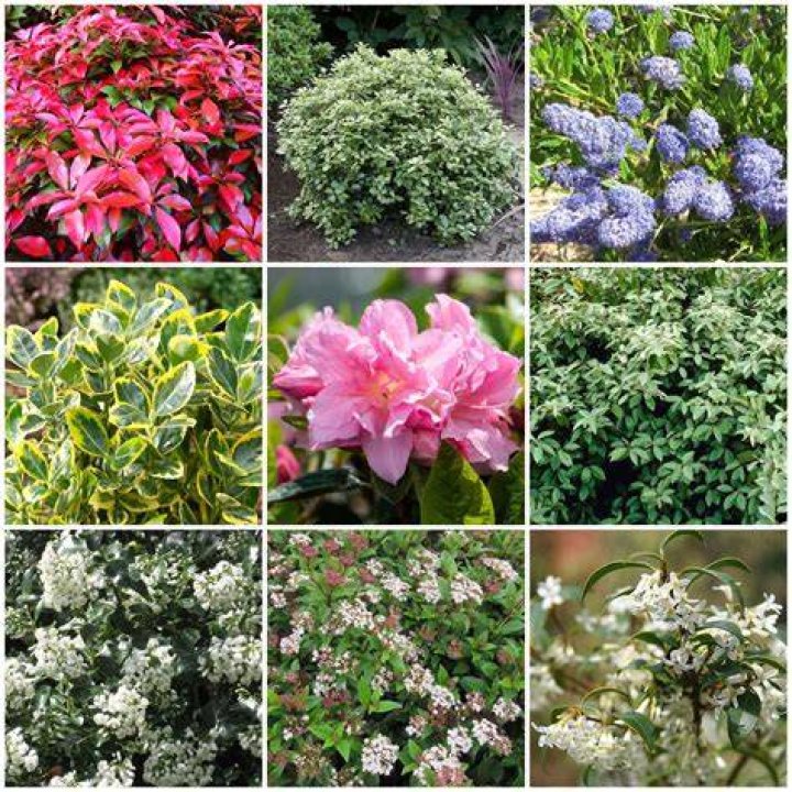 10 BEST Shrubs for New Hampshire (2022 Guide) The Gardening Dad