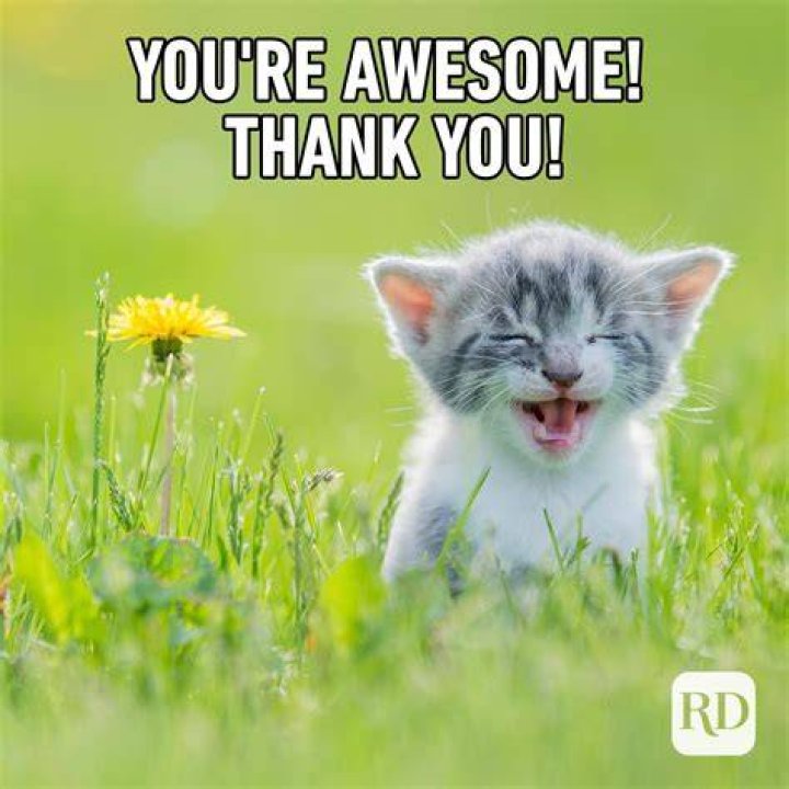 23 Funny Thank You Memes Reader's Digest