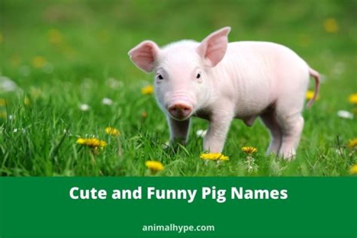 300+ Cute and Funny Pig Names Animal Hype
