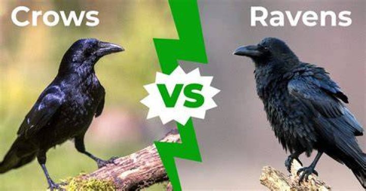 Are Ravens And Crows Different? Unraveling The Similarities And Differences