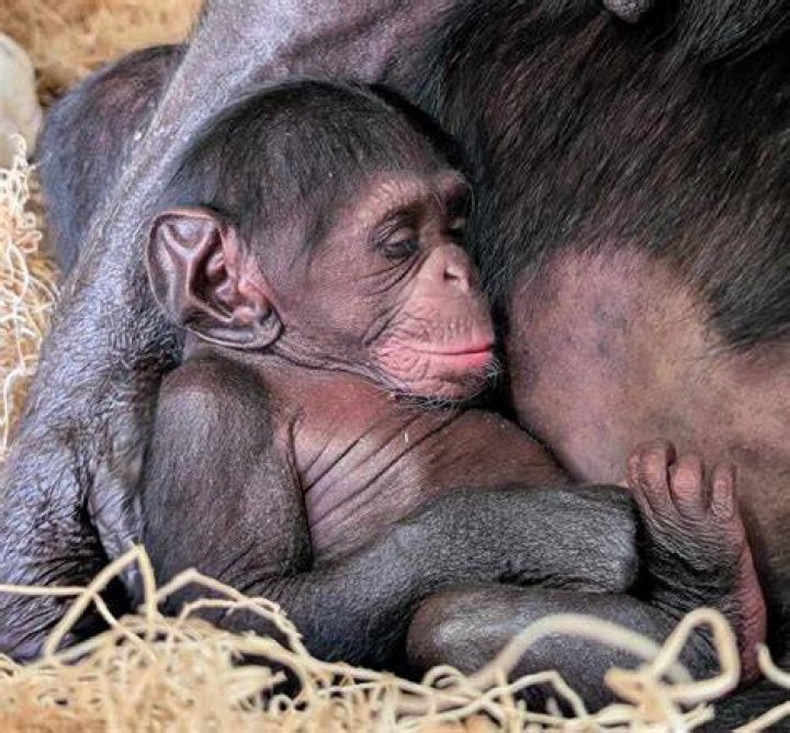 Baby Chimp Zoe Zoo photos, Chimp, Newborn