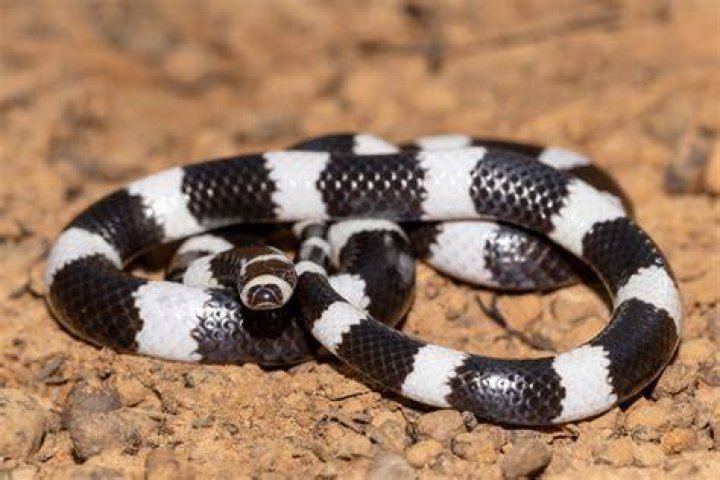 Beautifully striped, terribly in danger Meet Australia’s bandybandy