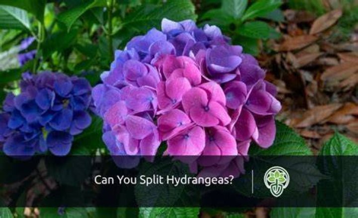 Can You Split Hydrangeas