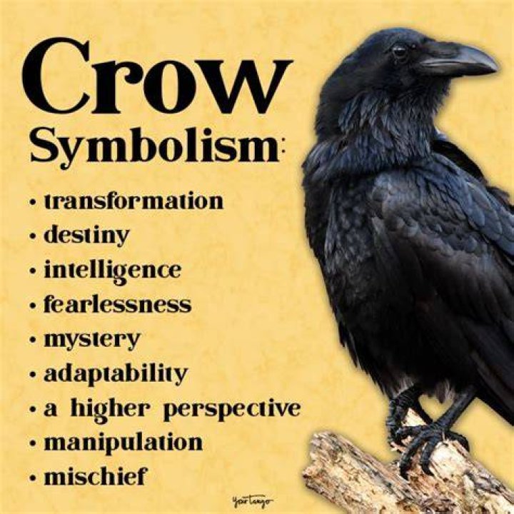 Crow Meaning Crow Symbolism Crow Spiritual Meaning