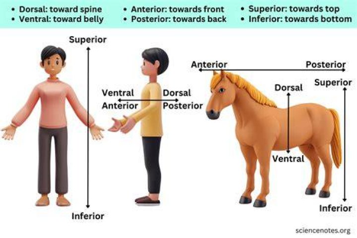 Decúbito Dorsal E Ventral EDULEARN