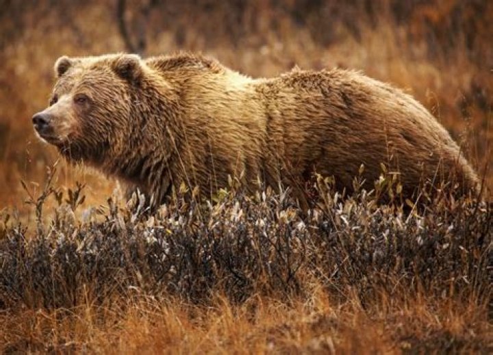 FWP News Grizzly bear killed by Whitefish men in self defense