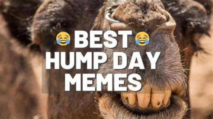 Happy Hump Day 2023 Memes, Images, GIF, Quotes & Pictures