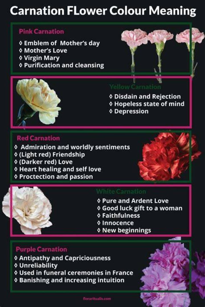 Pink Carnation Flower Meaning & Symbolism