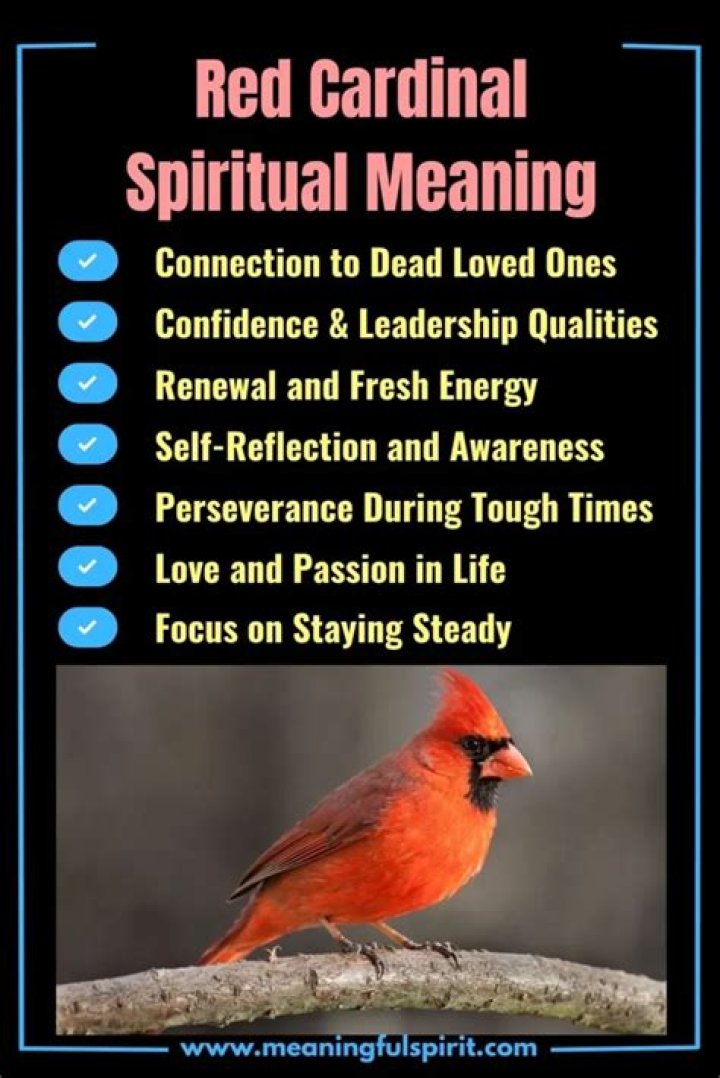 Red Cardinal Symbolism Spiritual Meanings + Why You See Them