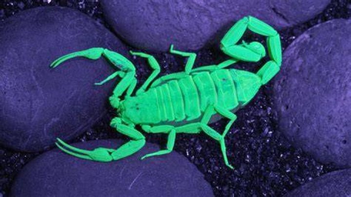 Scorpion hunting the trade which feeds hundreds of families in Durango