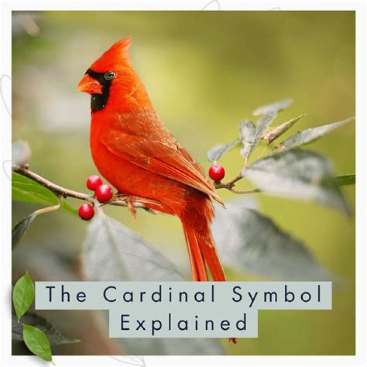 Symbolism Of The Cardinal Bird Symbol Sage