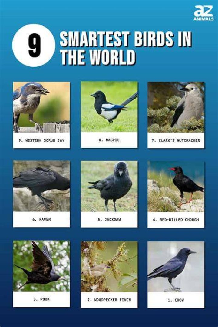 The Unparalleled Intelligence Of The Smartest Bird On Earth
