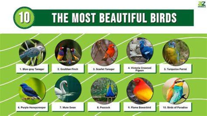 Top 10 Most Beautiful Birds In The World