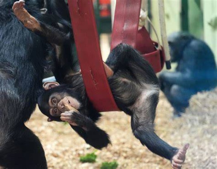 Two New Chimpanzees at the Zoo &mdash; City of Albuquerque