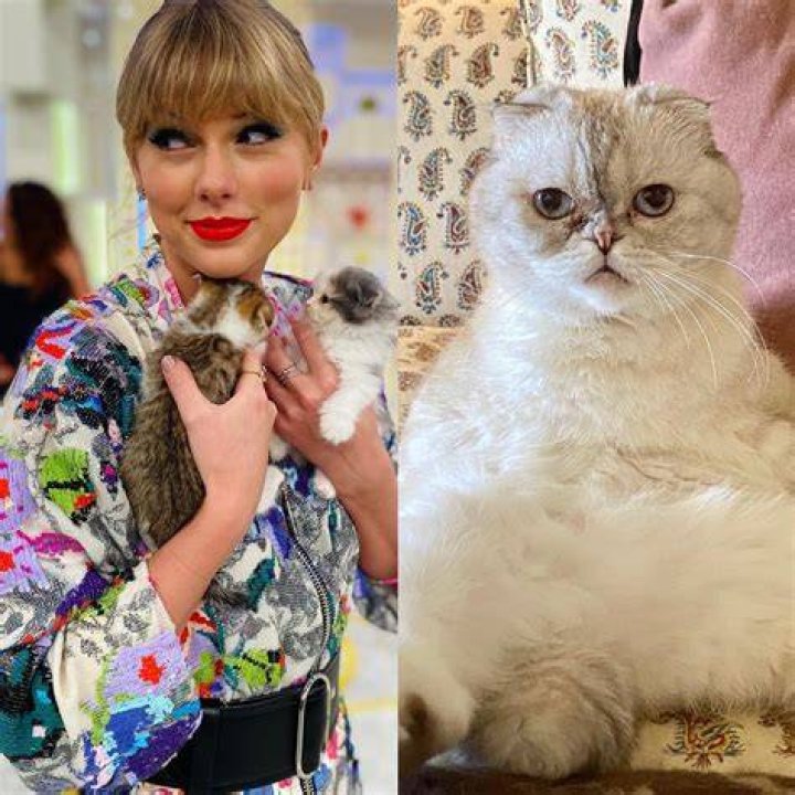Unveil The Names And Secrets Of Taylor Swift's Beloved Cats